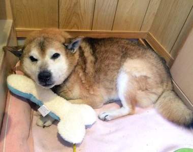 《老犬的魅力》狗狗上了年紀之後反而更可愛的時刻❤