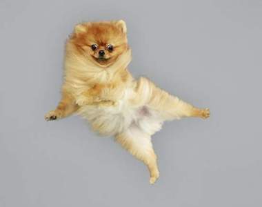 《半空中的狗狗》全身毛髮都在抵抗地心引力的瞬間超逗趣w