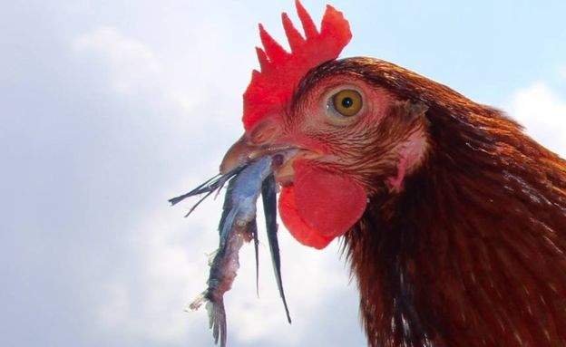 《環遊世界的雞》這是一個儲備糧食的概念？（誤） - 圖片5