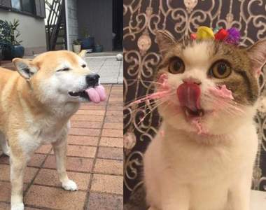 汪喵星人《生日蛋糕大滿足》要吃多少都買給你~♥