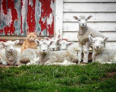 《牧羊貓》連羊咩咩都被馴服成貓奴了（？）