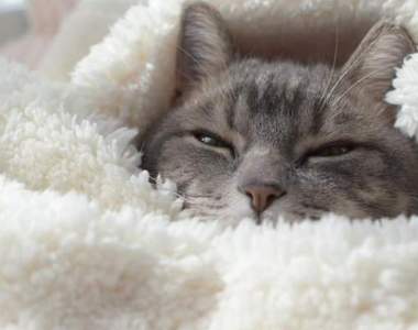 《被窩裡的貓咪》貓老大們冬天的幸福時刻♡