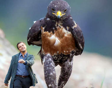 《霸氣老鷹史詩傳奇照》又讓網友們為之瘋狂PS改圖啦ww