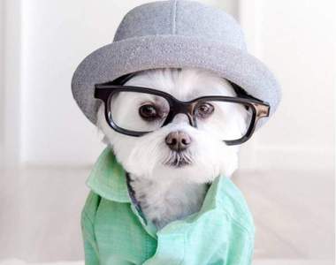 IG人氣《時尚穿搭犬》招牌黑框LOOK　眼鏡控必見啊♥