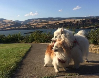 《狗狗的導盲犬》除了靈魂伴侶沒有別的形容了～