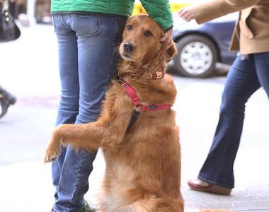 《愛抱大腿的黃金獵犬》帶給人滿滿的溫暖