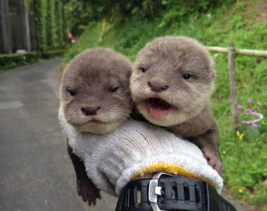 《水獺的最萌瞬間》時而天使時而魔鬼的不同表情你怎麼能不愛上♥