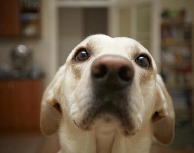 《拉不拉多的科學真相》為什麼他們永遠吃不飽？