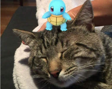 《Pokemon Go與貓》鳥類、鼠類寶可夢為什麼容易出現在貓咪附近？