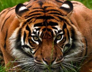 《老虎的母雞蹲》這就叫虎視眈眈嗎?那個手臂也太粗勇了吧...