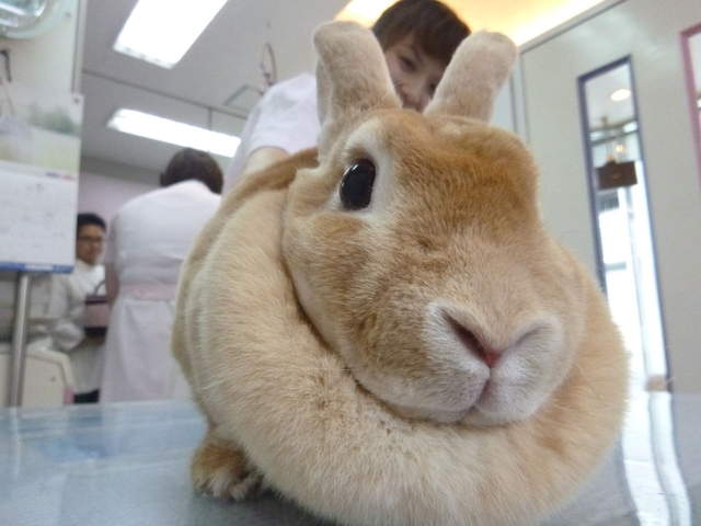 意外不為人知的兔子生態 一張插圖搞懂小兔子的習性