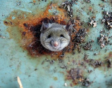 2016最好笑《被拯救的動物們》一群傻傻惹人愛的孩子～