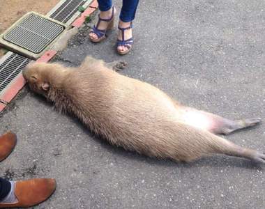 《水豚落地事件》喵星人以外也陸續淪陷 但這隻我撿不動欸(苦笑)