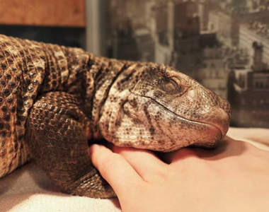 《最可愛蜥蜴寵物》爬蟲類也能很古椎　還會黏人洗澡討抱抱♥