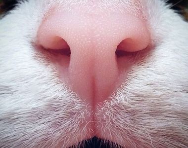 《喜歡貓鼻子的貓奴》粉紅色的貓鼻子很萌啊~