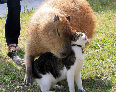 《朋友多多的水豚》為什麼大家都這麼喜歡水豚呢？