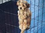《一不小心就耍萌》此處有萌犬出入請小心ww 《一不小心就耍萌》此處有萌犬出入請小心ww