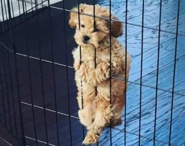 《一不小心就耍萌》此處有萌犬出入請小心ww