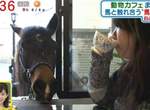 日本《馬咖啡廳》有可愛小馬陪伴用餐的新療癒空間♥ 日本《馬咖啡廳》有可愛小馬陪伴用餐的新療癒空間♥