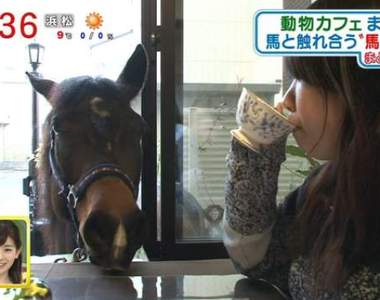 日本《馬咖啡廳》有可愛小馬陪伴用餐的新療癒空間♥