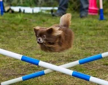 《狗狗奇蹟的一枚》原來已經有那麼多詭異汪星生物入侵地球了啊ww（大笑）