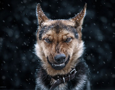 《動物肖像照》烏克蘭攝影師鏡頭下那些令人目不轉睛的動物們