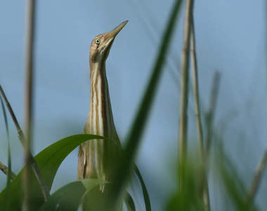破綻百出《黃葦鳽》明明被稱為「忍者鳥」卻超不會擬態的可愛動物ww