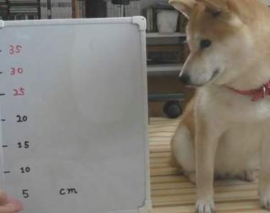 《柴犬手手高度測試》超可愛的實驗影片一起來看看能不能挑戰35公分