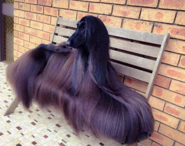 《2016年最有趣的16則狗狗推特》單純的狗狗也很會鬧笑話呢(◉ᴥ◉)