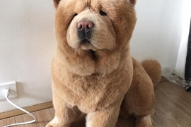 《狗狗是溫馴的小熊》從玩具熊到野生熊的影子都可以在狗狗身上找到