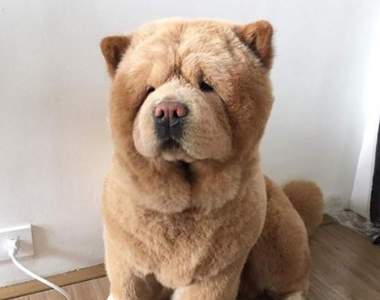 《狗狗是溫馴的小熊》從玩具熊到野生熊的影子都可以在狗狗身上找到