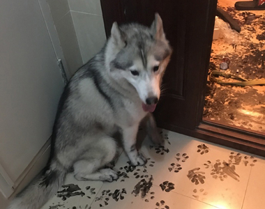 《把哈士奇留在家3小時》只不過去看場電影回來就......