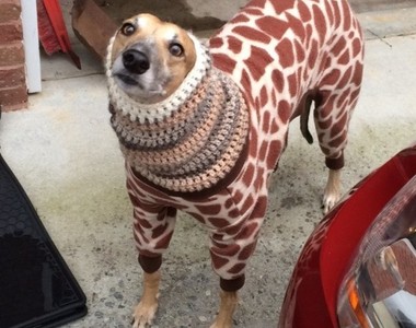 《冷到需要穿衣服的動物們》光是天然毛皮大衣還不夠啊～