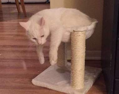 這是詐騙喵《買到尺寸不合的貓抓塔》努力想擠進去的樣子又可憐又可愛......