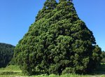大自然奧妙《龍貓樹》傳說中的龍貓就住在這裡嗎? 大自然奧妙《龍貓樹》傳說中的龍貓就住在這裡嗎?