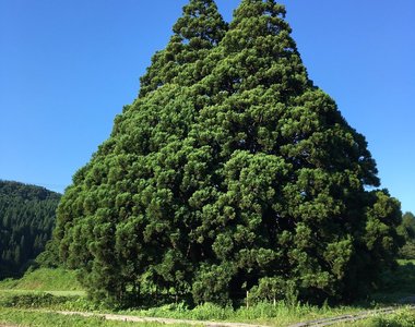 大自然奧妙《龍貓樹》傳說中的龍貓就住在這裡嗎？