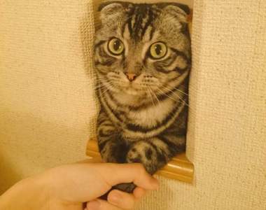 《推特上的貓咪奇行》自家樓梯間出現了貓咪握手會w