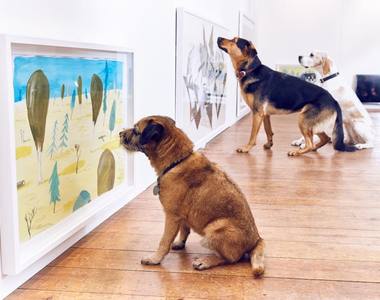 《為狗狗策畫的藝術展》竟然有零食以外的東西讓狗狗看得如此入迷?