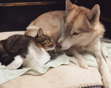 患難見真情《哈士奇救援小貓》好溫馨跨物種友情再一樁