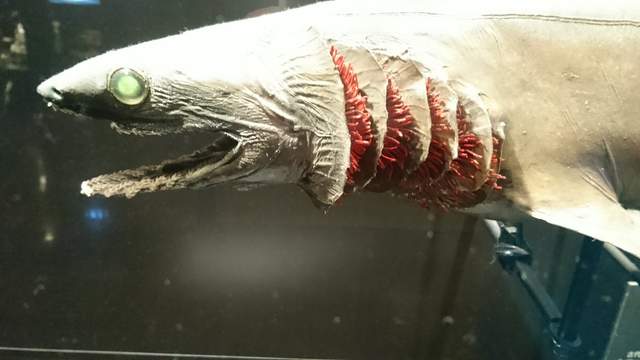 正宗哥吉拉 蒲田君 現身水族館 激似的皺鰓鯊玩偶意外大熱賣