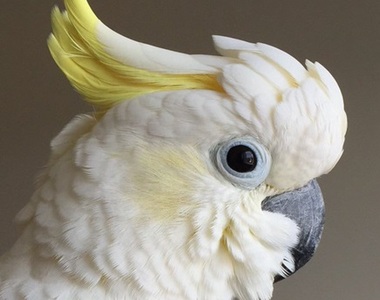 《小樂手鸚鵡Coo》不管敲什麼都最重視結尾的七下瀟灑節奏www