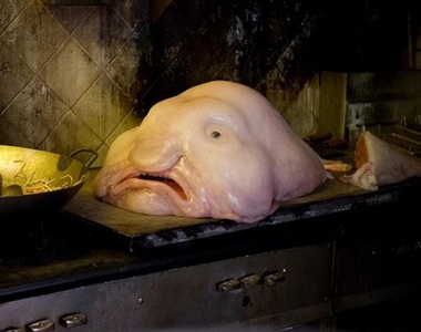 《最醜陋動物 TOP 5》其實人家還蠻可愛的啊...（心虛）