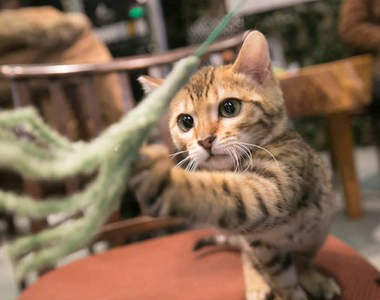 《孟加拉貓咖啡廳》不同於一般喵咖啡的可愛豹紋魅力♥