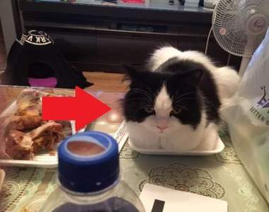 《偷裝成食物的貓》有人說你可以在我面前吃東西嗎ΦωΦ