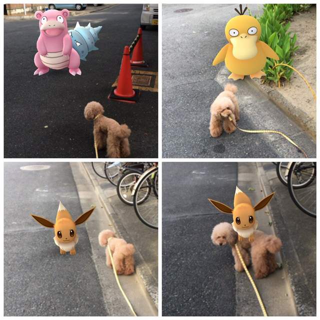 Pokemon Go 看得見寶可夢的動物 難道那邊真的有什麼嗎