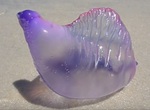 海灘上發現《晶瑩剔透謎之生物》但是碰一下就會出事..... 海灘上發現《晶瑩剔透謎之生物》但是碰一下就會出事.....