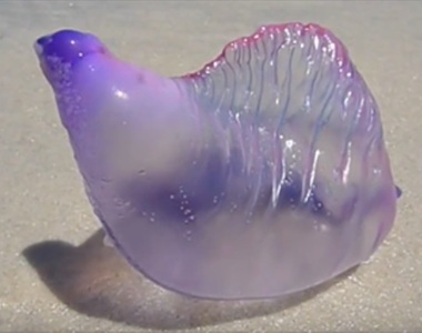 海灘上發現《晶瑩剔透謎之生物》但是碰一下就會出事.....