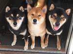 影片像照片定格《柴犬三兄弟》給你三倍的呆萌三倍殺傷力 萌的我滿臉血 影片像照片定格《柴犬三兄弟》給你三倍的呆萌三倍殺傷力 萌的我滿臉血