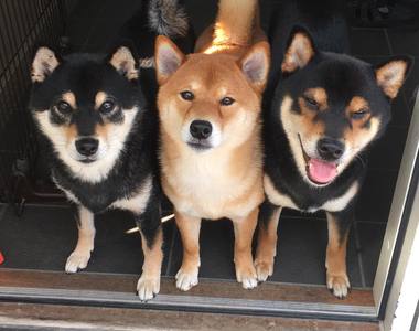 影片像照片定格《柴犬三兄弟》給你三倍的呆萌三倍殺傷力 萌的我滿臉血