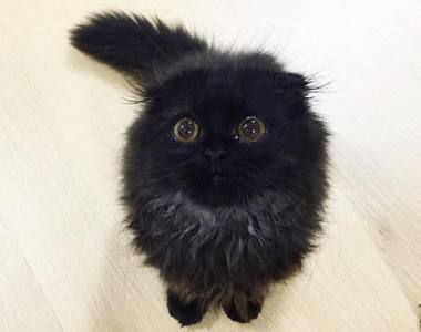 一團黑嚕嚕《小黑炭喵》這真的不是龍貓裡的小黑炭嗎？